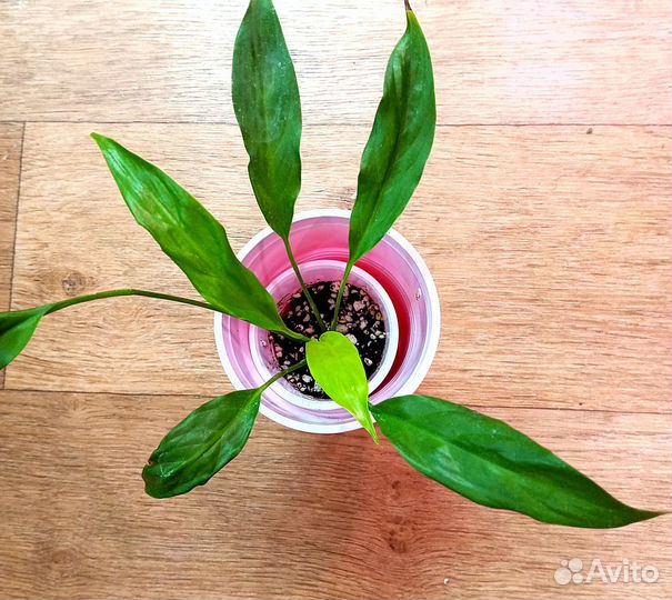 Спастифиллум Lemon Glow