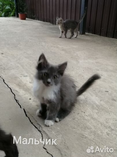 Отдам котят в добрые руки