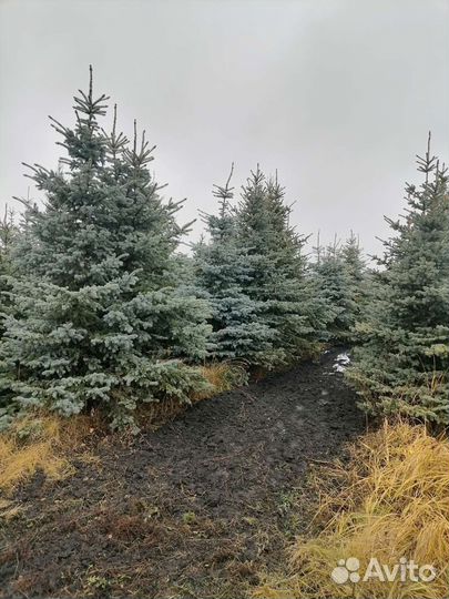 Голубая Ель