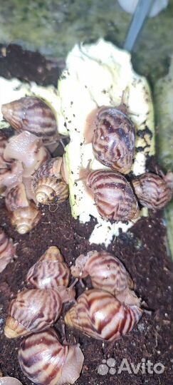 Улитка Ахатина