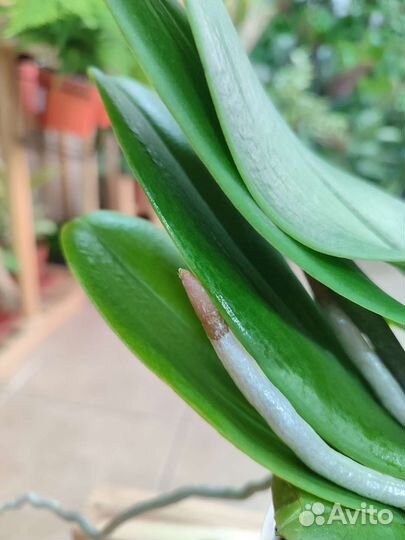 Крупноцветковый биг лип