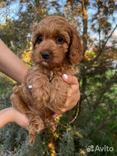 Щенки Кавапу