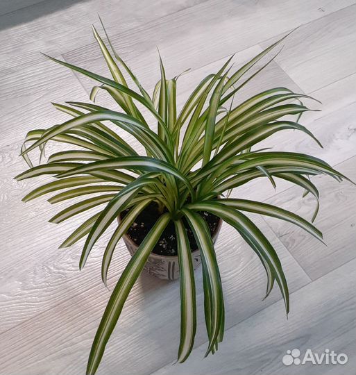 Хлорофитум