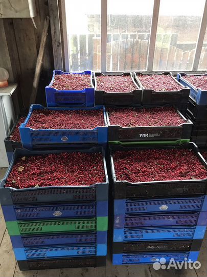 Ягоды,грибы,оптом