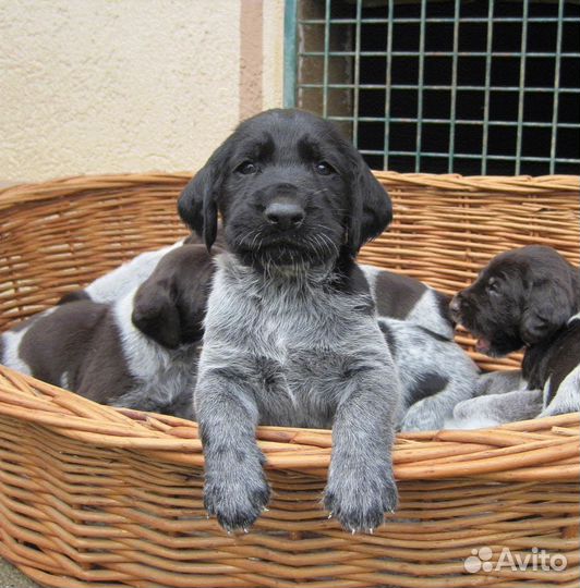 Щенки курцхаара Керчь