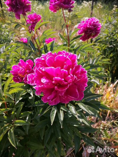 Пионы сортовые и ито, Bartzellа, Canary Briljant