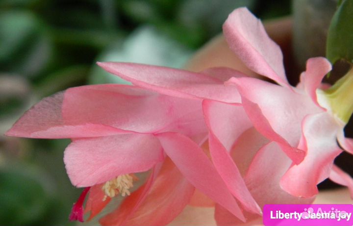 Декабрист шлюмбергера