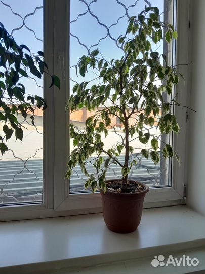 Фикус бенджамина