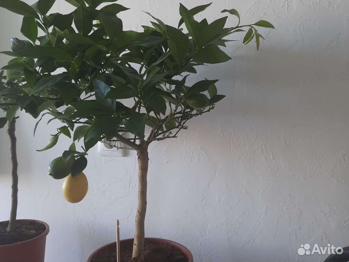 Дерево лимон