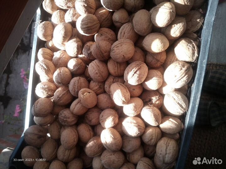 Орех грецкий