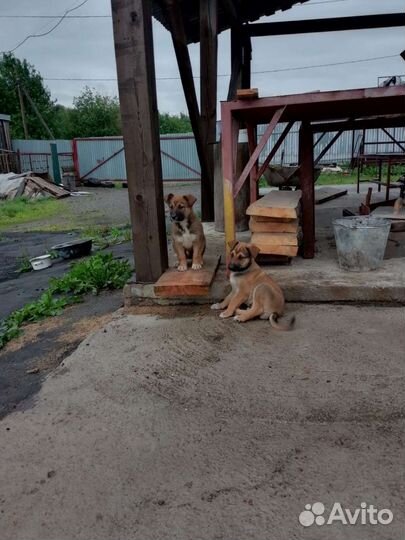 Щенок двортерьер