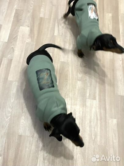 Одежда для собак