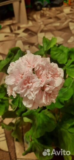 Пеларгония герань