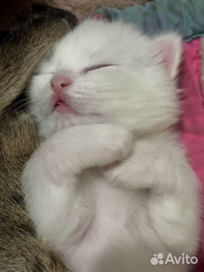Котята шалунята