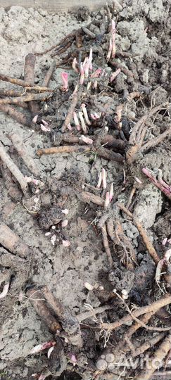 Пион Bartzella (Бартзелла)