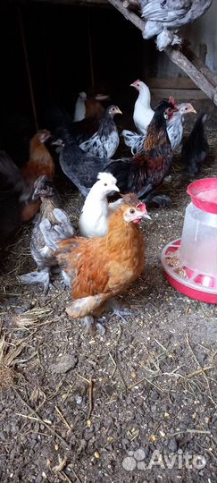 Декоративные карликовые куры