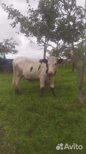 Телки стельные