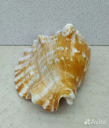 Стромбус Синуатус 10,7 морская ракушка раковина