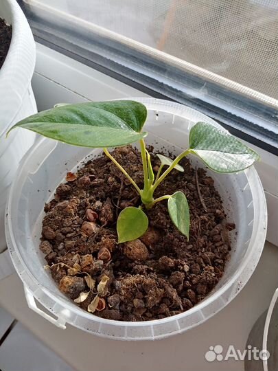 Комнатные цветы антуриум