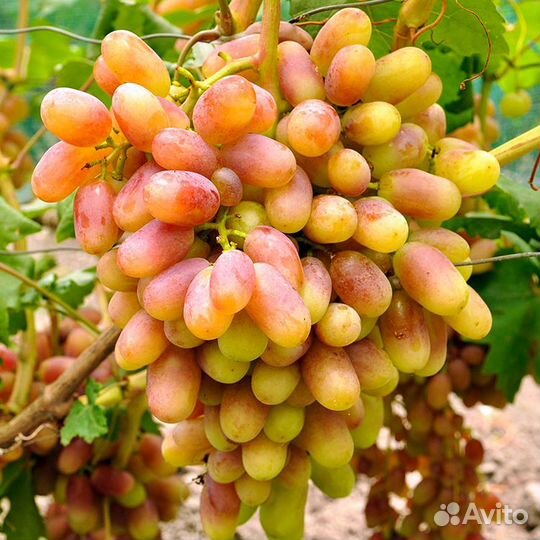 Виноград. Лучшие селекции