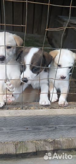 Щенки в добрые руки