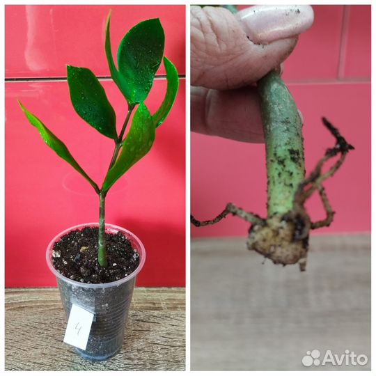 Замиокулькас