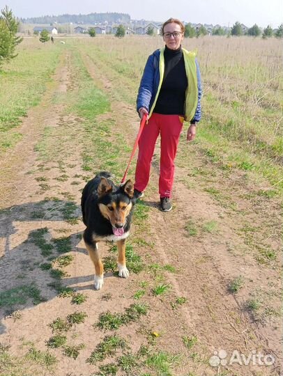 Красивая и молодая собака в добрые руки Гуф