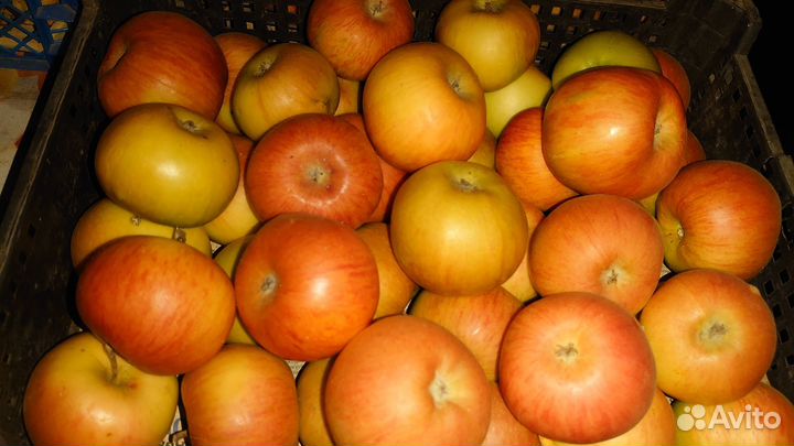 Яблоки зимние