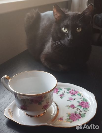 Дулёвский чайный сервиз СССР