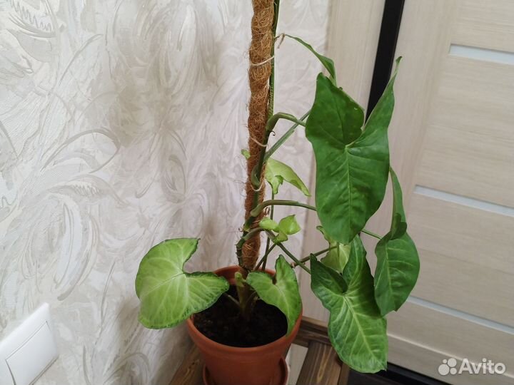 Сингониум + подставка для растений + опора