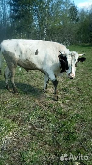 Бык производитель