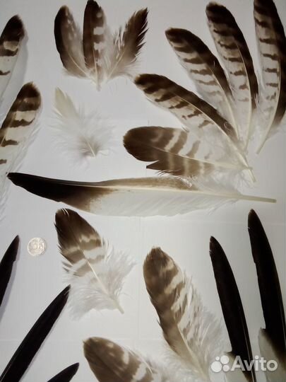 Перья хищной птицы