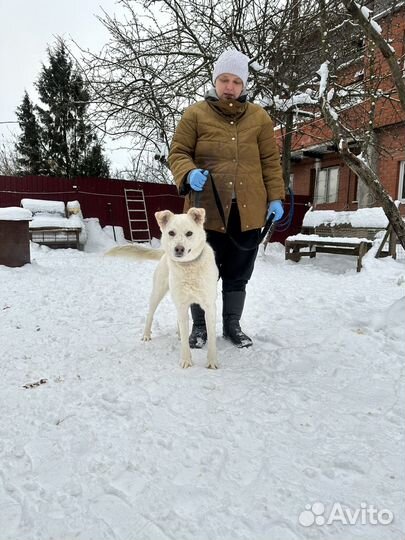 Собака в дар