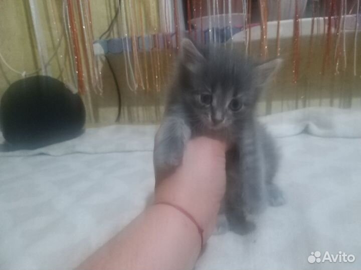 Кошка в дар бесплатно