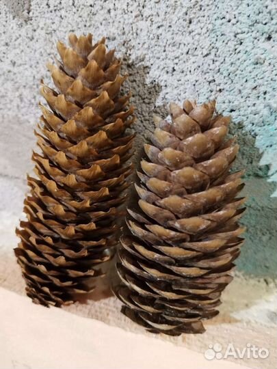 Шишки сосновые, еловые