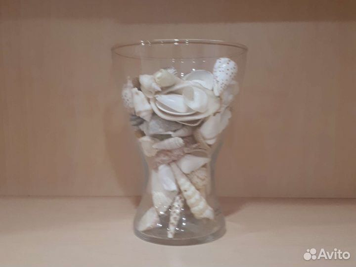 Морские ракушки