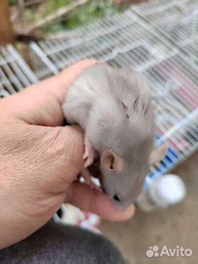 Крысята дамбо