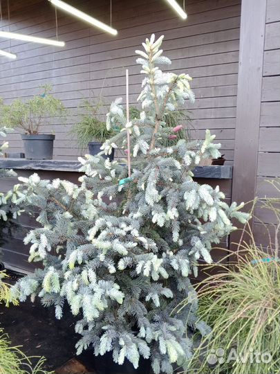 Ель Хупси, Акрокона