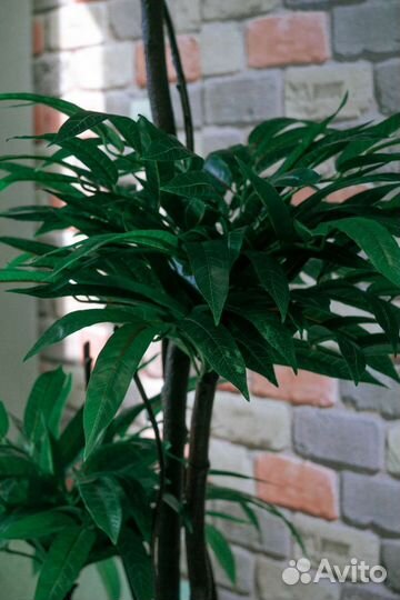 Искусственное дерево Манго