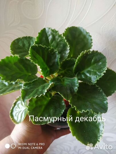 Детки сортовых фиалок
