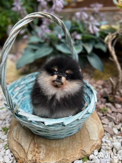 Померанский шпиц мини девочка