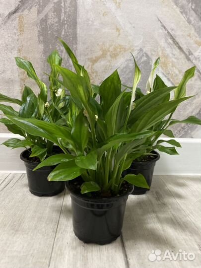 Спатифиллум Реал Купидо