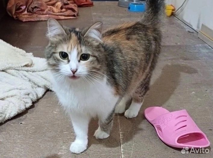 Кошки в добрые руки