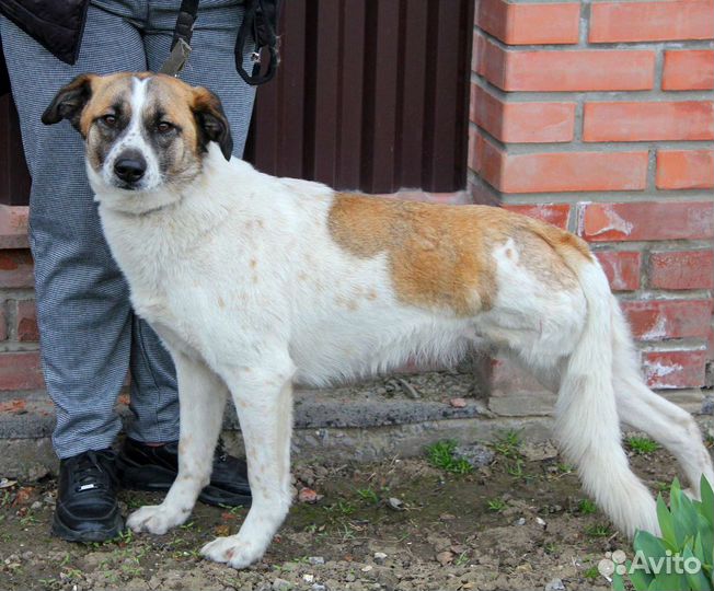 Особенная Лиза ищет дом