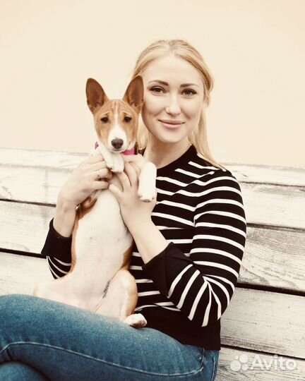 Басенджи девочка