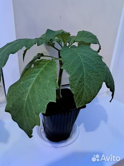 Бругмансия розовая