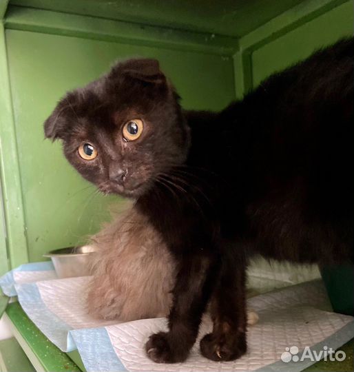 Вислоухий котенок в добрые руки