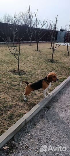 Вязка кобель бигль