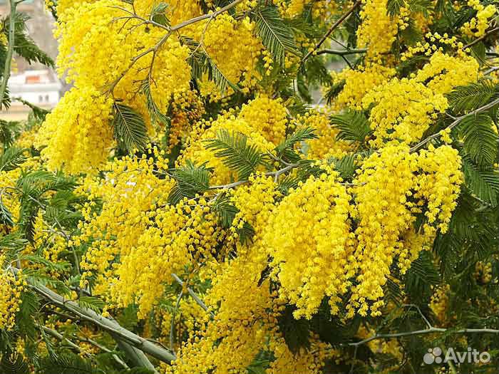 Акация Серебристая, семена