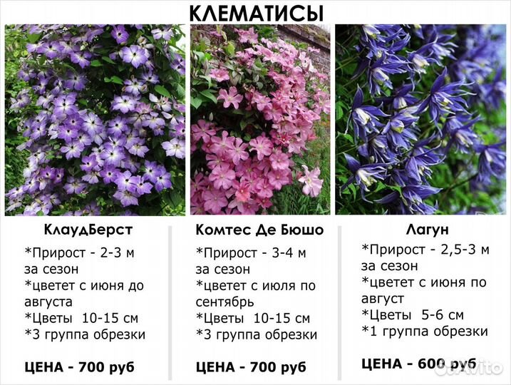 Гортензии, Клематисы, Цветы многолетние Цены от